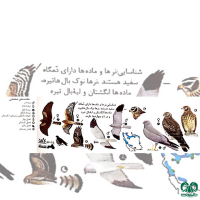 گونه سنقر خاکستری Hen Harrier